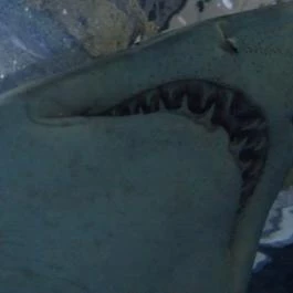 Sóstó Zoo - Nyíregyházi Állatpark Nyíregyháza - Egyéb