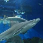 Sóstó Zoo - Nyíregyházi Állatpark Nyíregyháza - 