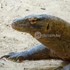 Sóstó Zoo - Nyíregyházi Állatpark Nyíregyháza - 