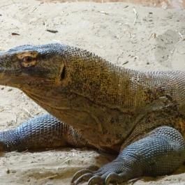 Sóstó Zoo - Nyíregyházi Állatpark Nyíregyháza - Egyéb