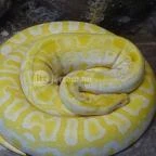 Sóstó Zoo - Nyíregyházi Állatpark Nyíregyháza - 