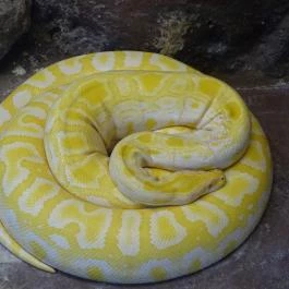 Sóstó Zoo - Nyíregyházi Állatpark Nyíregyháza - Egyéb