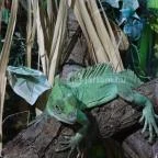 Sóstó Zoo - Nyíregyházi Állatpark Nyíregyháza - 