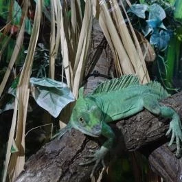 Sóstó Zoo - Nyíregyházi Állatpark Nyíregyháza - Egyéb