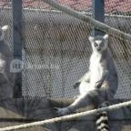 Sóstó Zoo - Nyíregyházi Állatpark Nyíregyháza - 