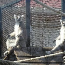 Sóstó Zoo - Nyíregyházi Állatpark Nyíregyháza - Egyéb