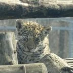 Sóstó Zoo - Nyíregyházi Állatpark Nyíregyháza - 