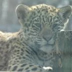 Sóstó Zoo - Nyíregyházi Állatpark Nyíregyháza - 