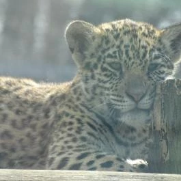 Sóstó Zoo - Nyíregyházi Állatpark Nyíregyháza - Egyéb