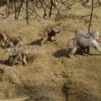 Sóstó Zoo - Nyíregyházi Állatpark Nyíregyháza - 