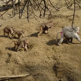 Sóstó Zoo - Nyíregyházi Állatpark Nyíregyháza - Egyéb