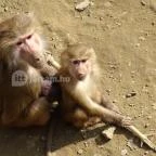 Sóstó Zoo - Nyíregyházi Állatpark Nyíregyháza - 