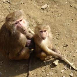 Sóstó Zoo - Nyíregyházi Állatpark Nyíregyháza - Egyéb