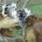 Sóstó Zoo - Nyíregyházi Állatpark Nyíregyháza - 