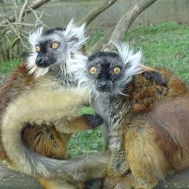 Sóstó Zoo - Nyíregyházi Állatpark Nyíregyháza - Egyéb