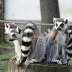 Sóstó Zoo - Nyíregyházi Állatpark Nyíregyháza - 