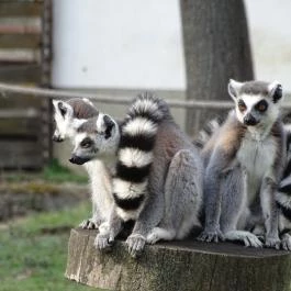 Sóstó Zoo - Nyíregyházi Állatpark Nyíregyháza - Egyéb