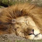 Sóstó Zoo - Nyíregyházi Állatpark Nyíregyháza - 