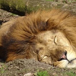 Sóstó Zoo - Nyíregyházi Állatpark Nyíregyháza - Egyéb