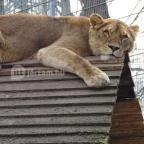 Sóstó Zoo - Nyíregyházi Állatpark Nyíregyháza - 