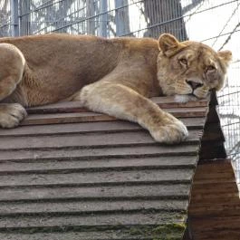 Sóstó Zoo - Nyíregyházi Állatpark Nyíregyháza - Egyéb