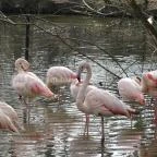 Sóstó Zoo - Nyíregyházi Állatpark Nyíregyháza - 