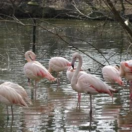 Sóstó Zoo - Nyíregyházi Állatpark Nyíregyháza - Egyéb