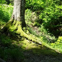 Villa Negra Vendégház étterme, Szilvásvárad - Egyéb