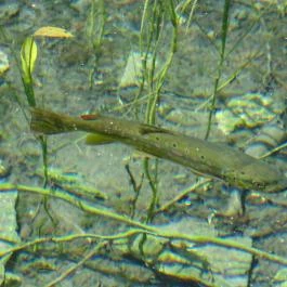 Villa Negra Vendégház étterme, Szilvásvárad - Egyéb
