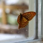 Villa Negra Vendégház étterme Szilvásvárad - Egyéb