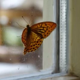 Villa Negra Vendégház étterme, Szilvásvárad - Egyéb