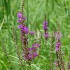 Zempléni Múzeum Szerencs - 