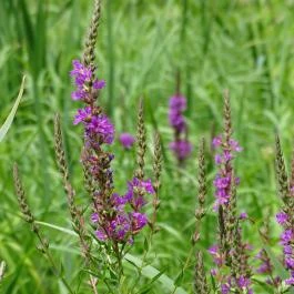 Zempléni Múzeum, Szerencs - 