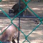 Vadaskert Csárda Keszthely - Egyéb