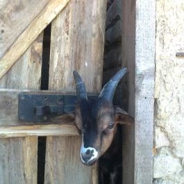 Puchner Kastélyszálló Bikal - Környék