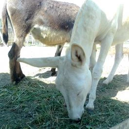 Puchner Kastélyszálló Bikal - Környék