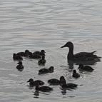 Club218 Siófok Siófok - Környék