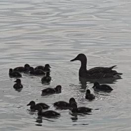 Club218 Siófok Siófok - Környék