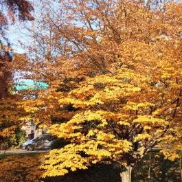 Fészek Apartmanház, Gyula - Egyéb