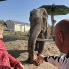 Richter Safari Park Nagykőrös - Egyéb