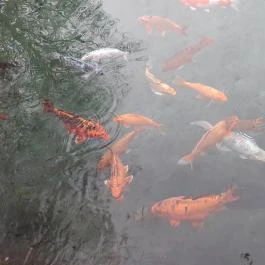 Malom-tó, Tapolca - Egyéb