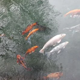 Malom-tó, Tapolca - Egyéb