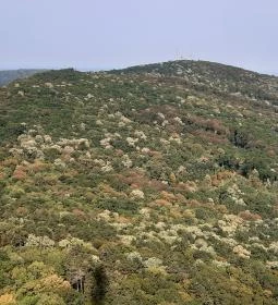 Pécsi TV-Torony Kilátó