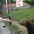 Libra Hotel Veresegyház - Környék