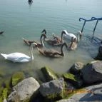 Nereus Park Hotel Balatonalmádi - Környék