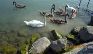 Nereus Park Hotel Balatonalmádi - Környék Nereus Park Hotel Balatonalmádi - Környék