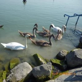 Nereus Park Hotel, Balatonalmádi - Környék