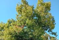 Duna korzó sétány Szentendre