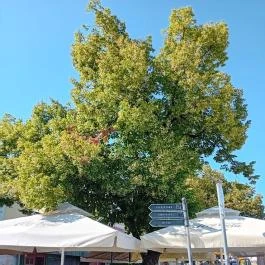 Duna korzó sétány Szentendre - Külső kép