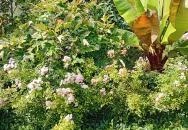 Mi & Ti Pizzéria Szarvas